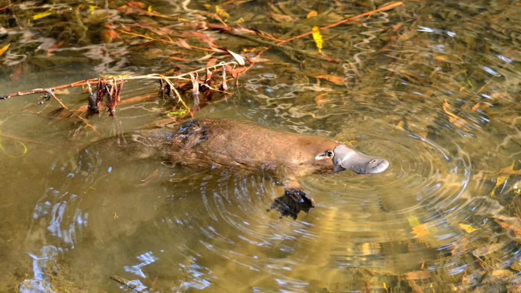 Can Platypus Persist Alongside People?