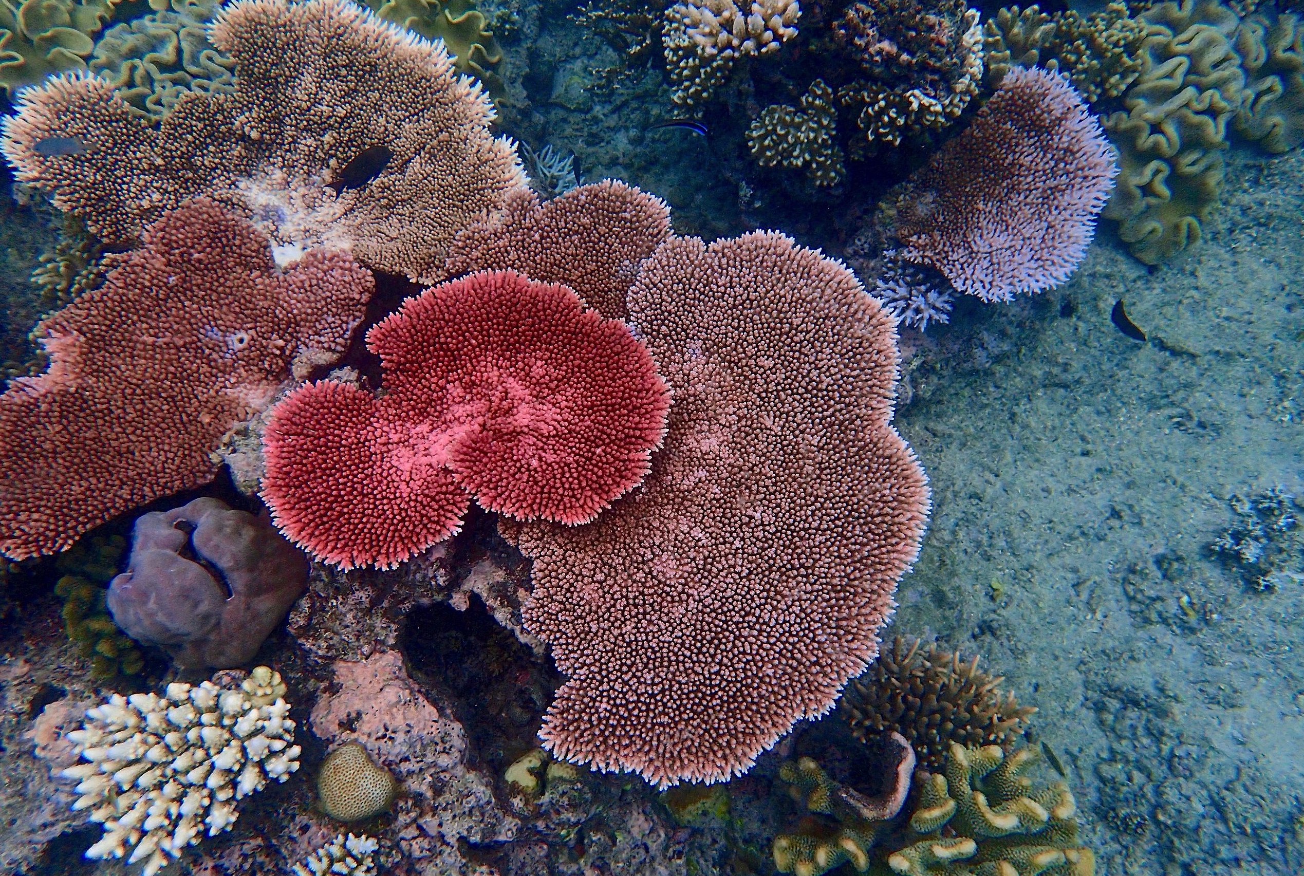 Table Corals Could Be the Key to a Resilient Great Barrier Reef