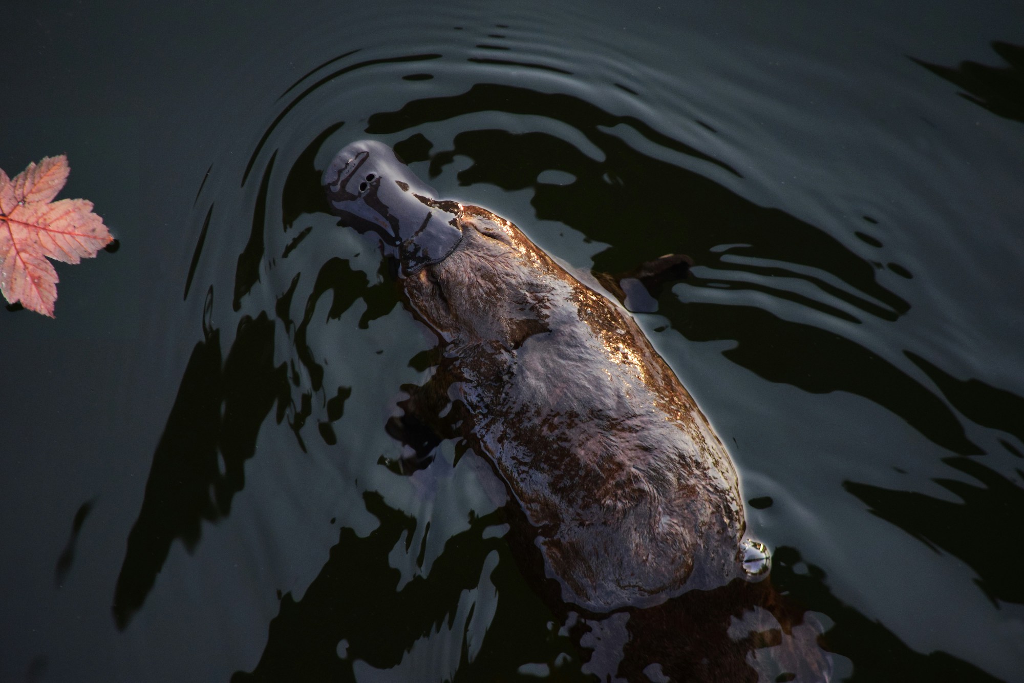 What Does Urbanization Mean for Melbourne’s Platypus?