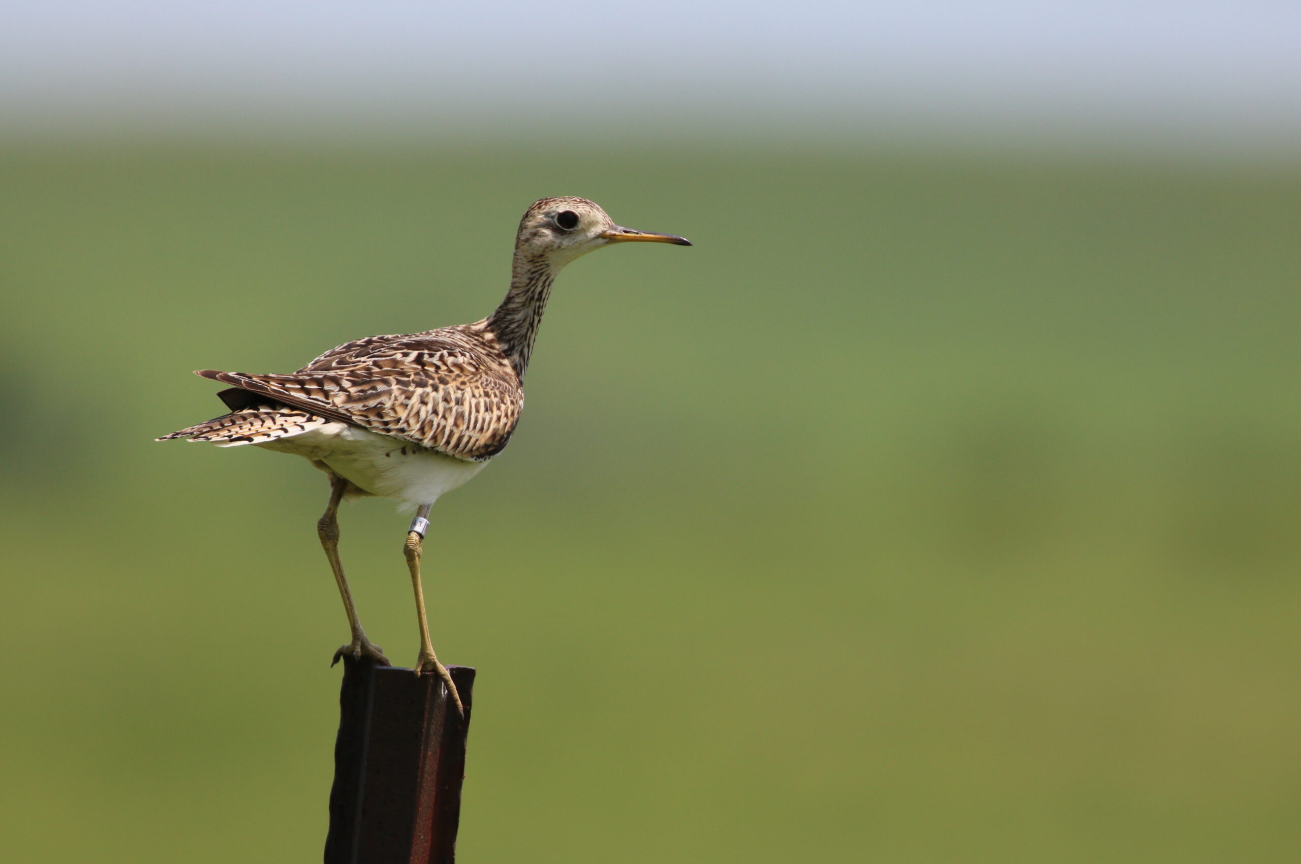 This Upland Sandpiper Was Banded 13 Years Before now. And It’s Nonetheless Alive.