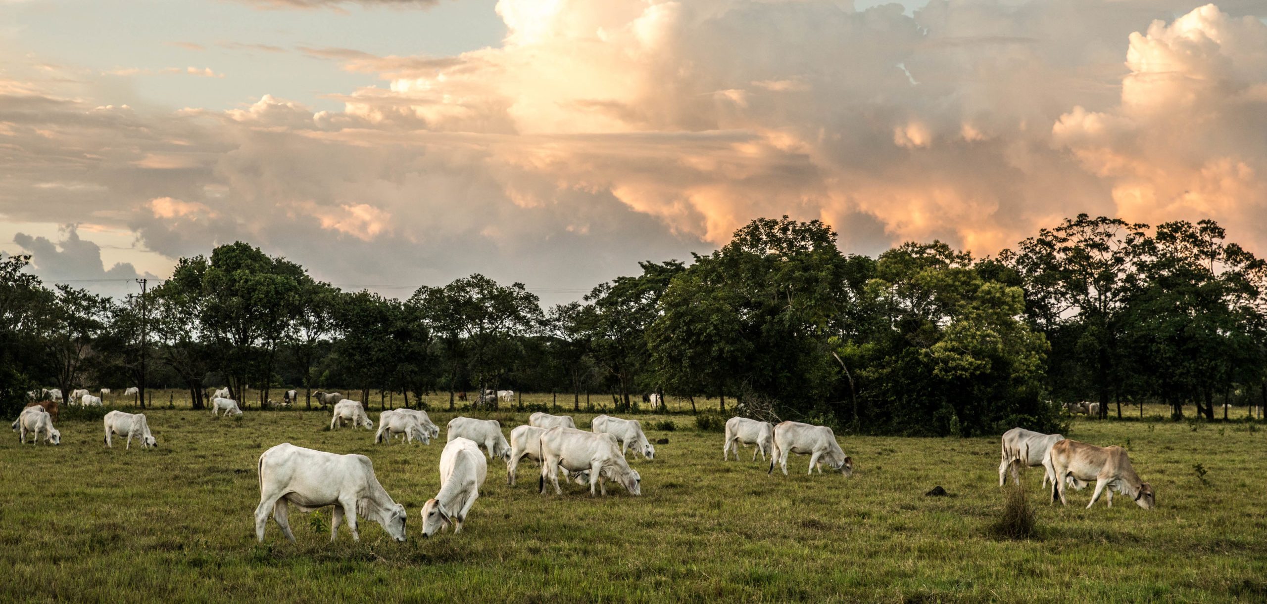 Planting Trees in Pasturelands Keeps Things Cool