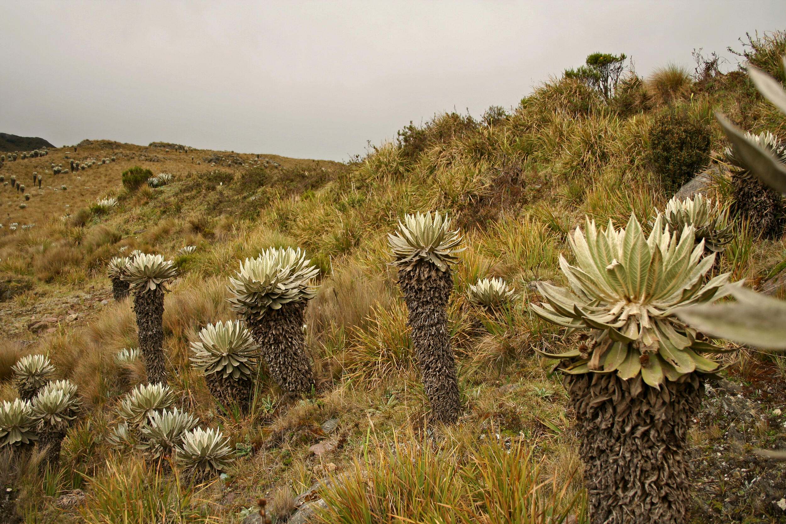 Peatlands Are One of Earth’s Most Underrated Ecosystems