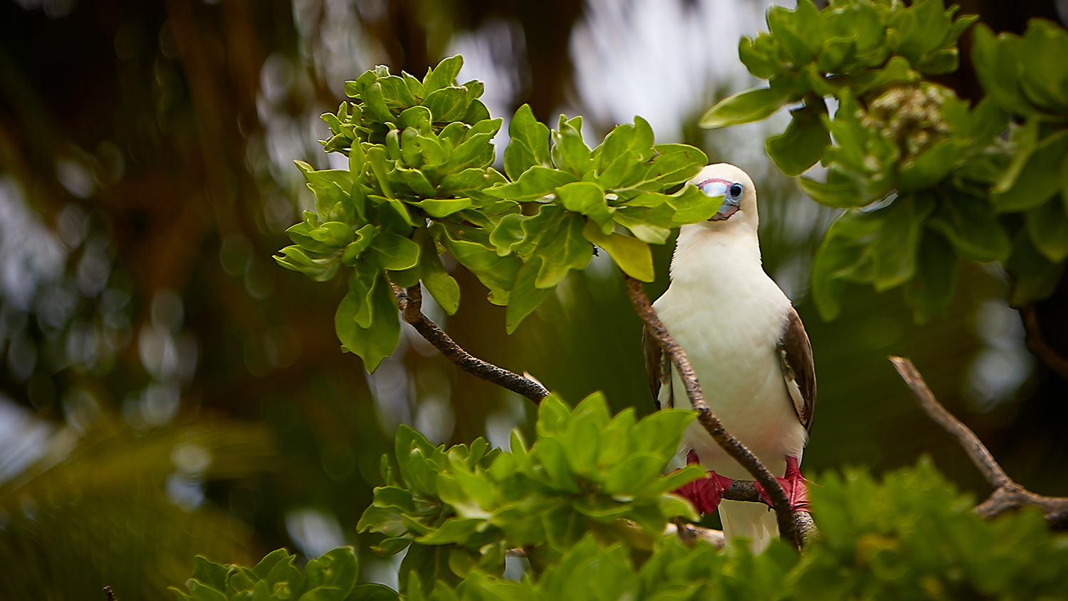 Coconut Palms Dominate Over Half of Pacific Atoll Forests