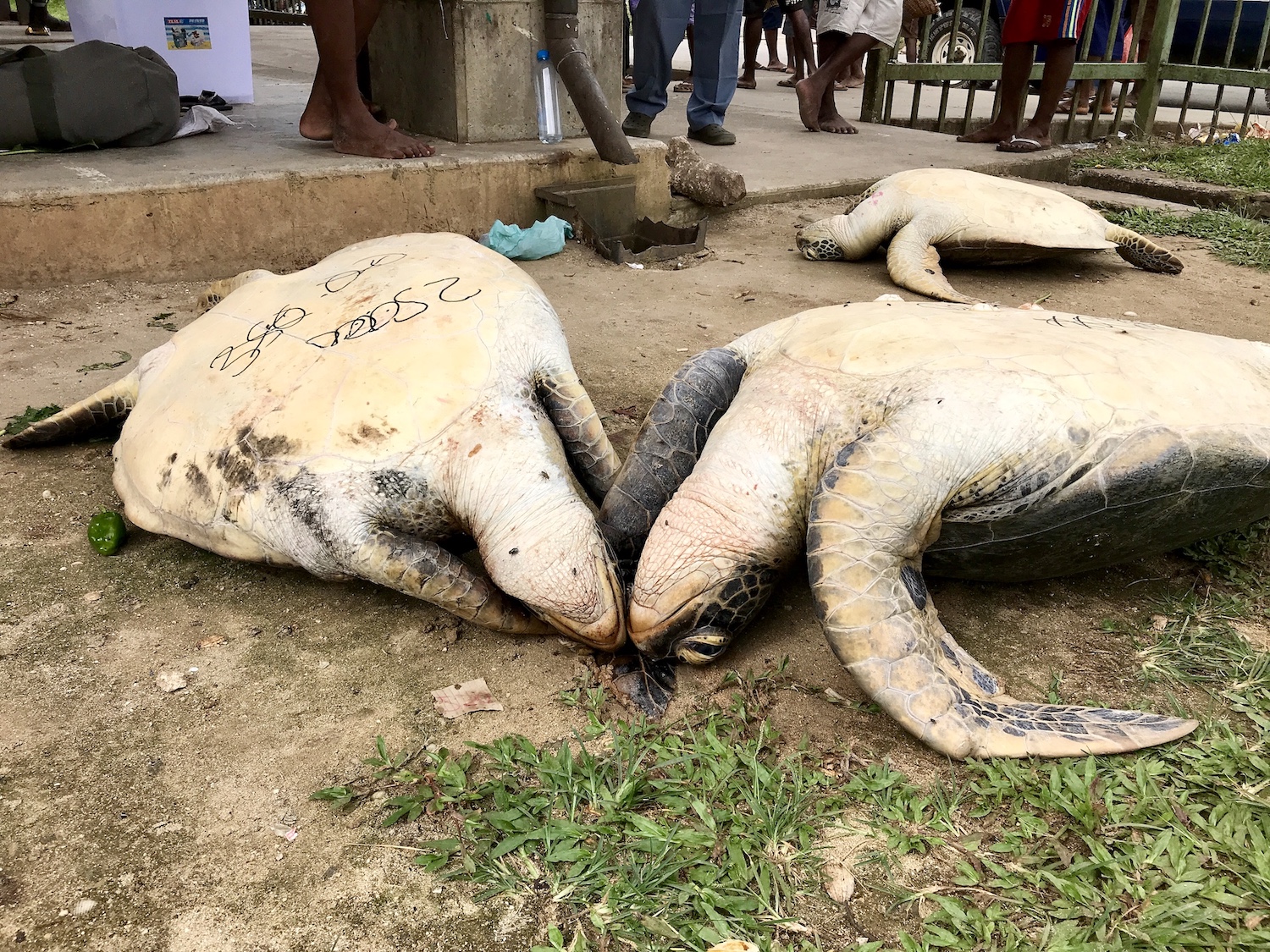 To Save Pacific Turtles, Focus on Small-Scale Fisheries