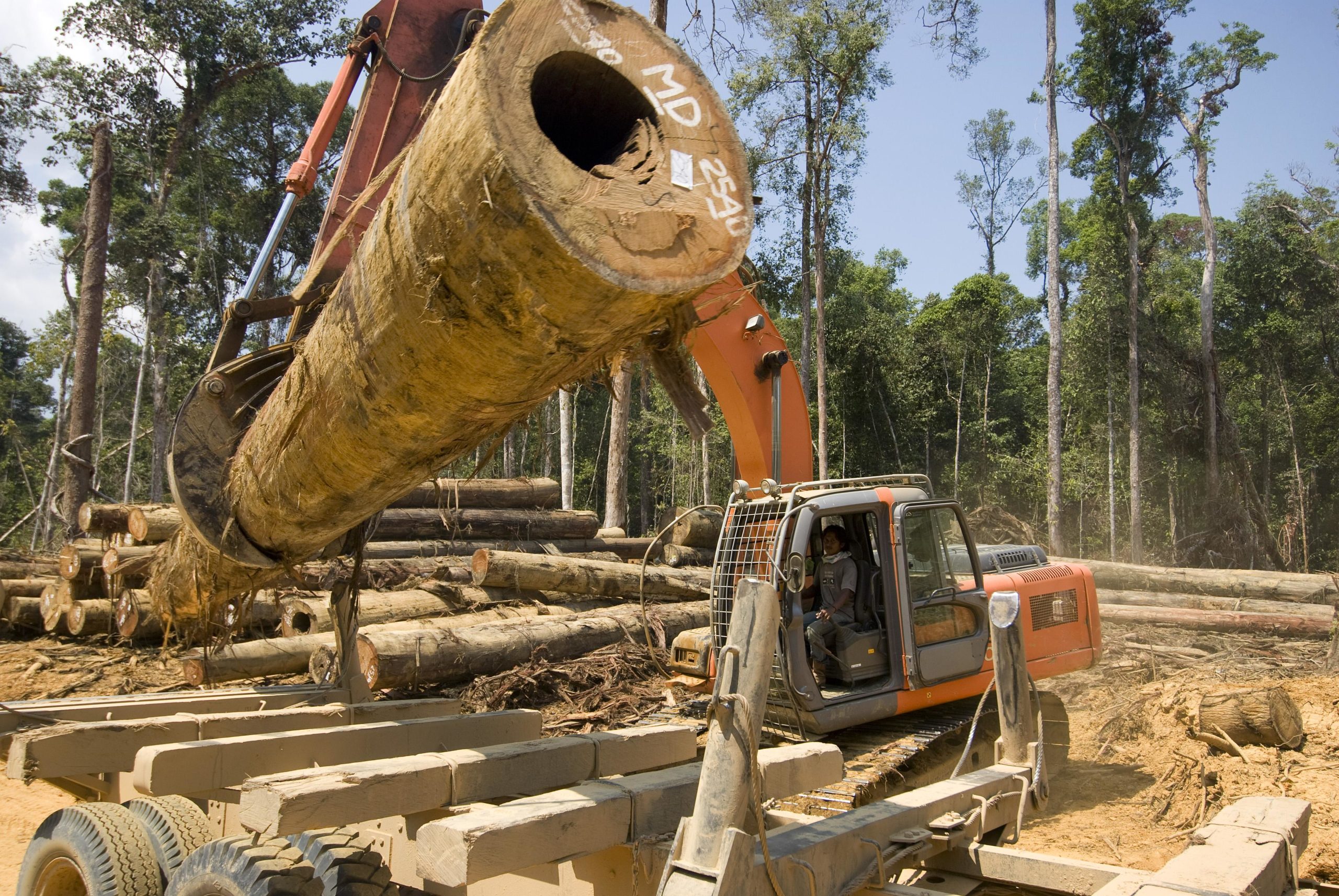 Heat Exposure From Deforestation Decreases Cognitive Performance of Rural Workers