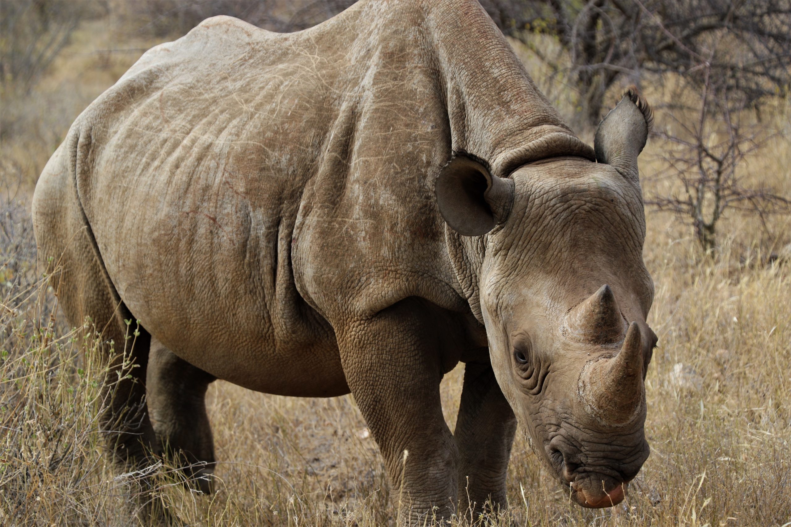 Giving Black Rhinos Their Space in Northern Kenya