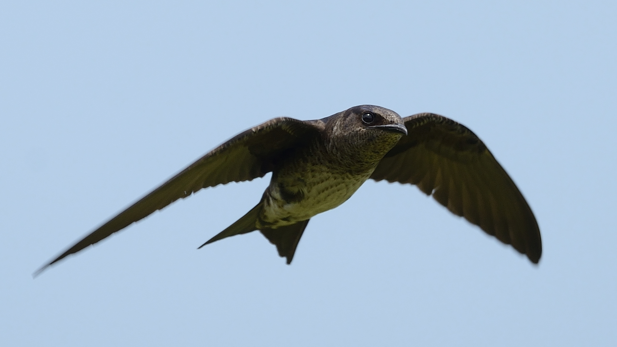 Purple Martins: The Bird That Relies on Human-Built Nests