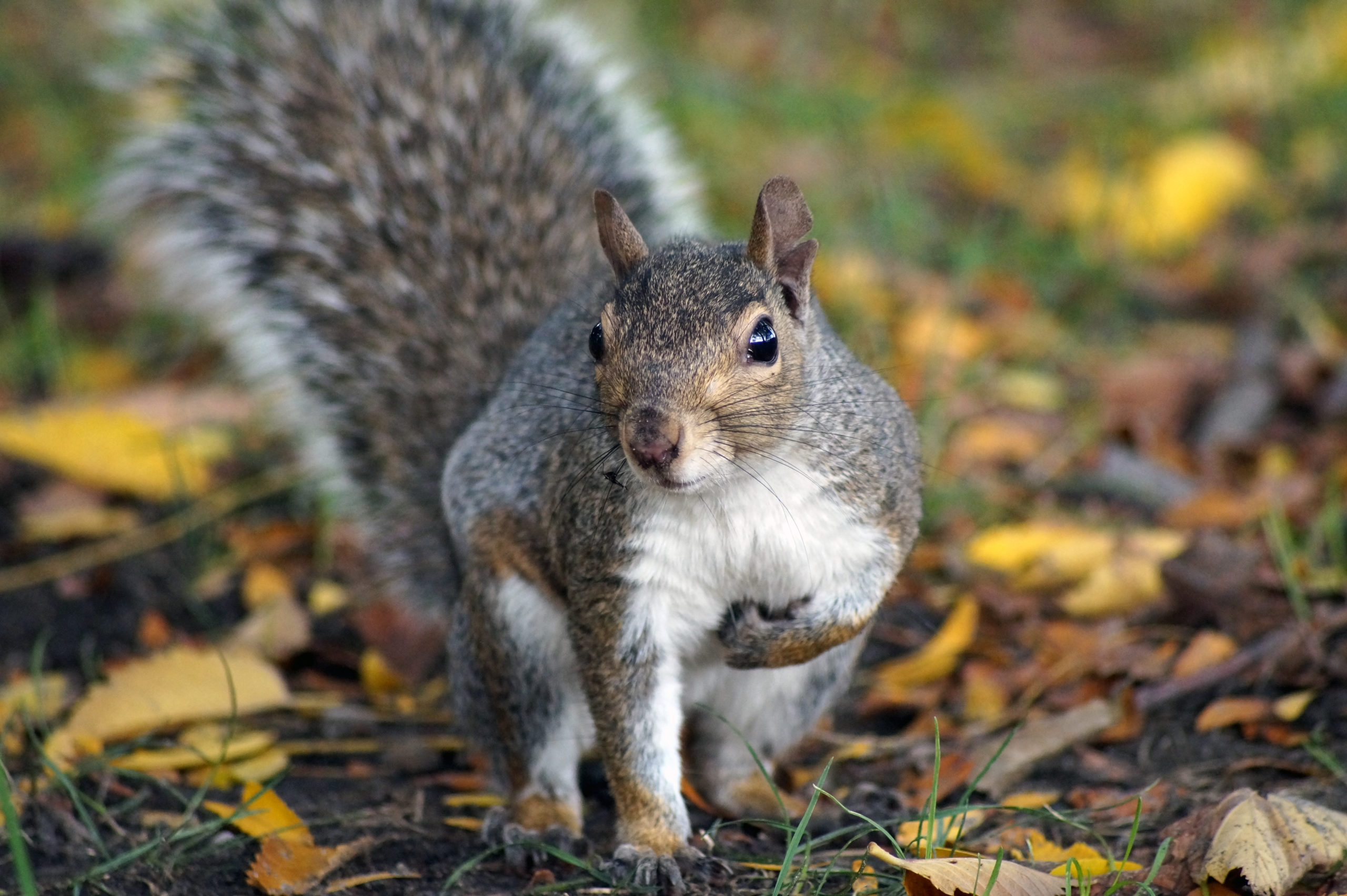 What’s Up With White Squirrels and Black Squirrels?