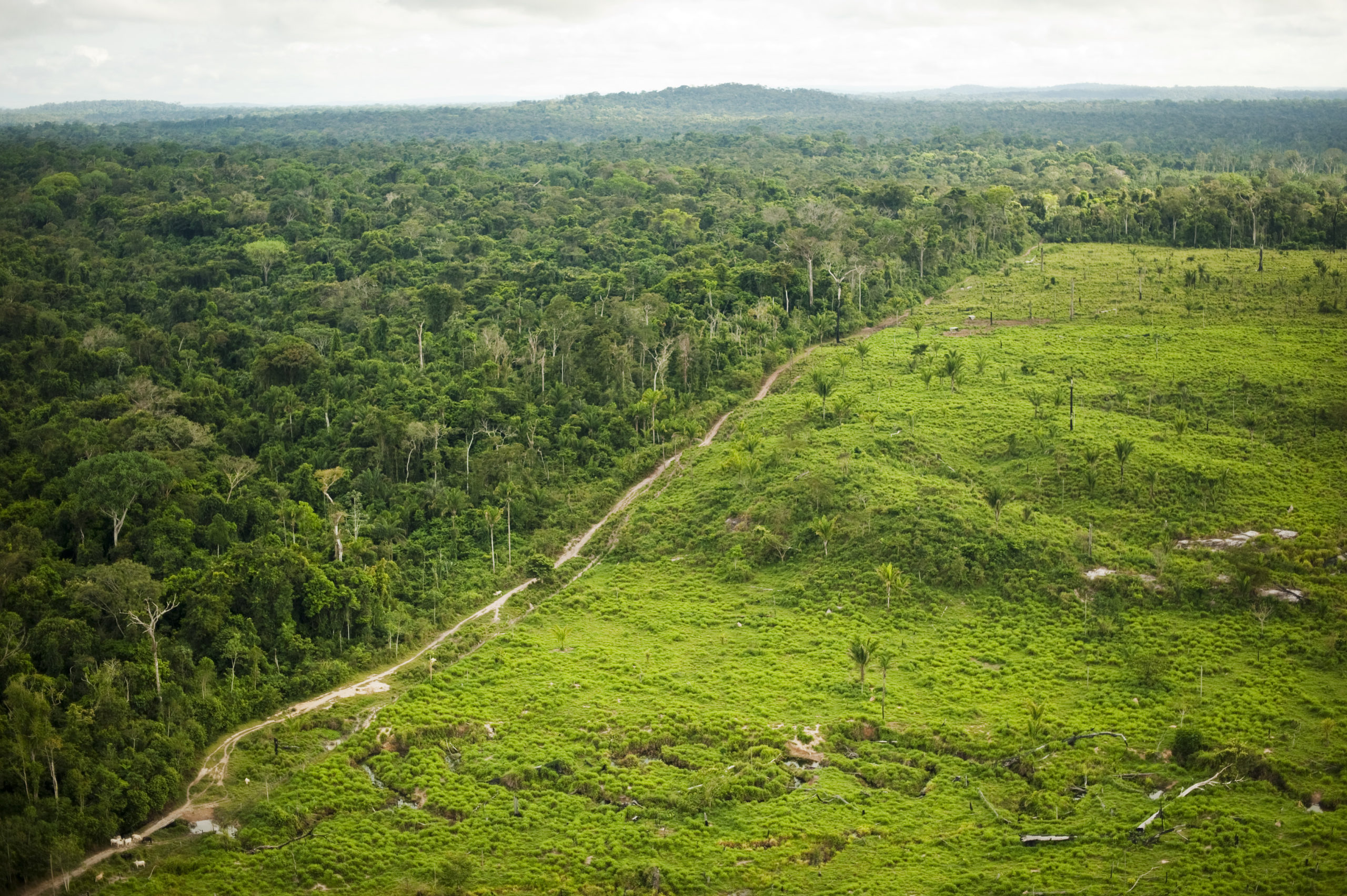 Tropical Deforestation May Reduce Safe Work for Millions