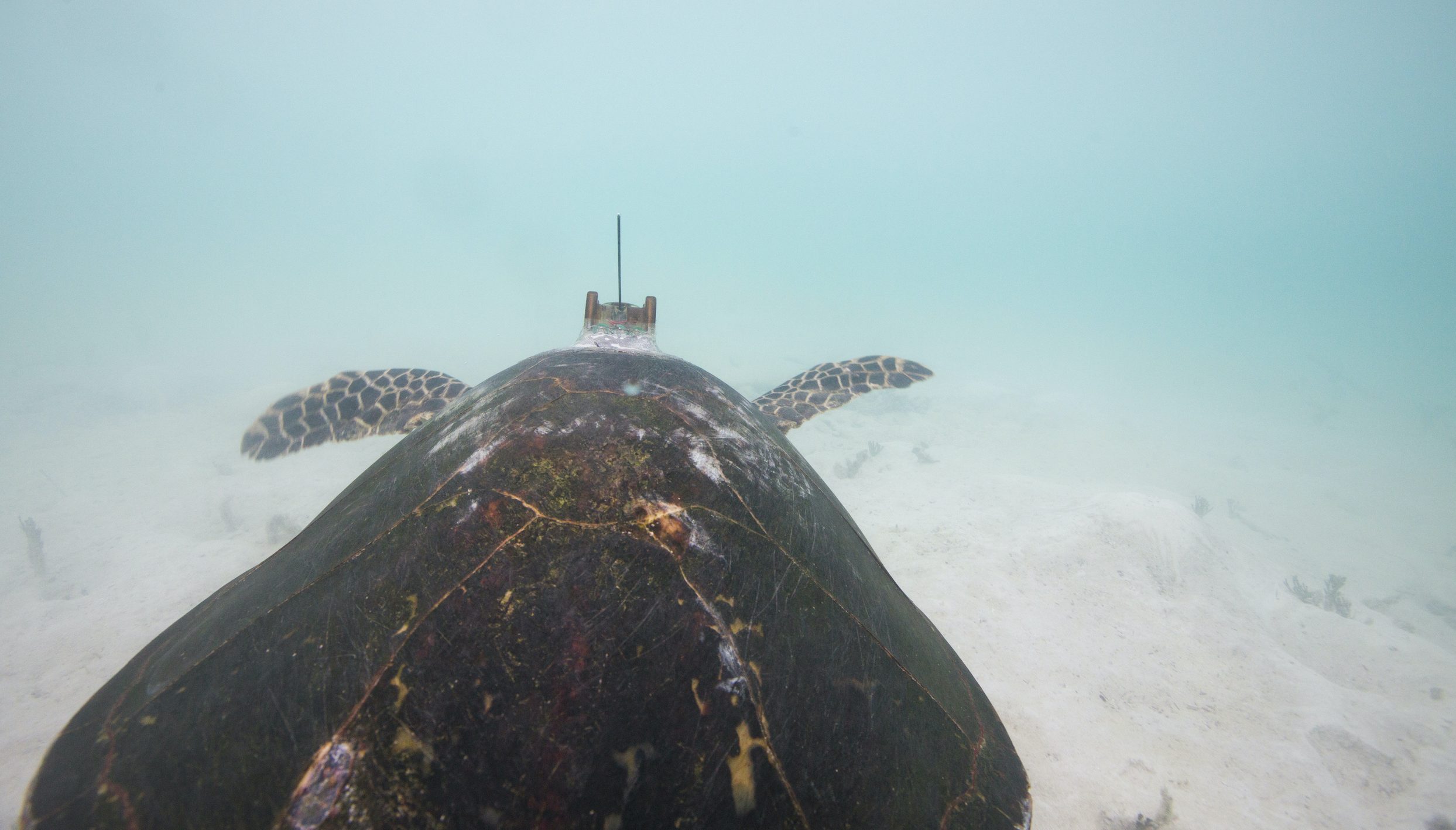 Satellite Tracking Leads to Action for Hawksbill Sea Turtles