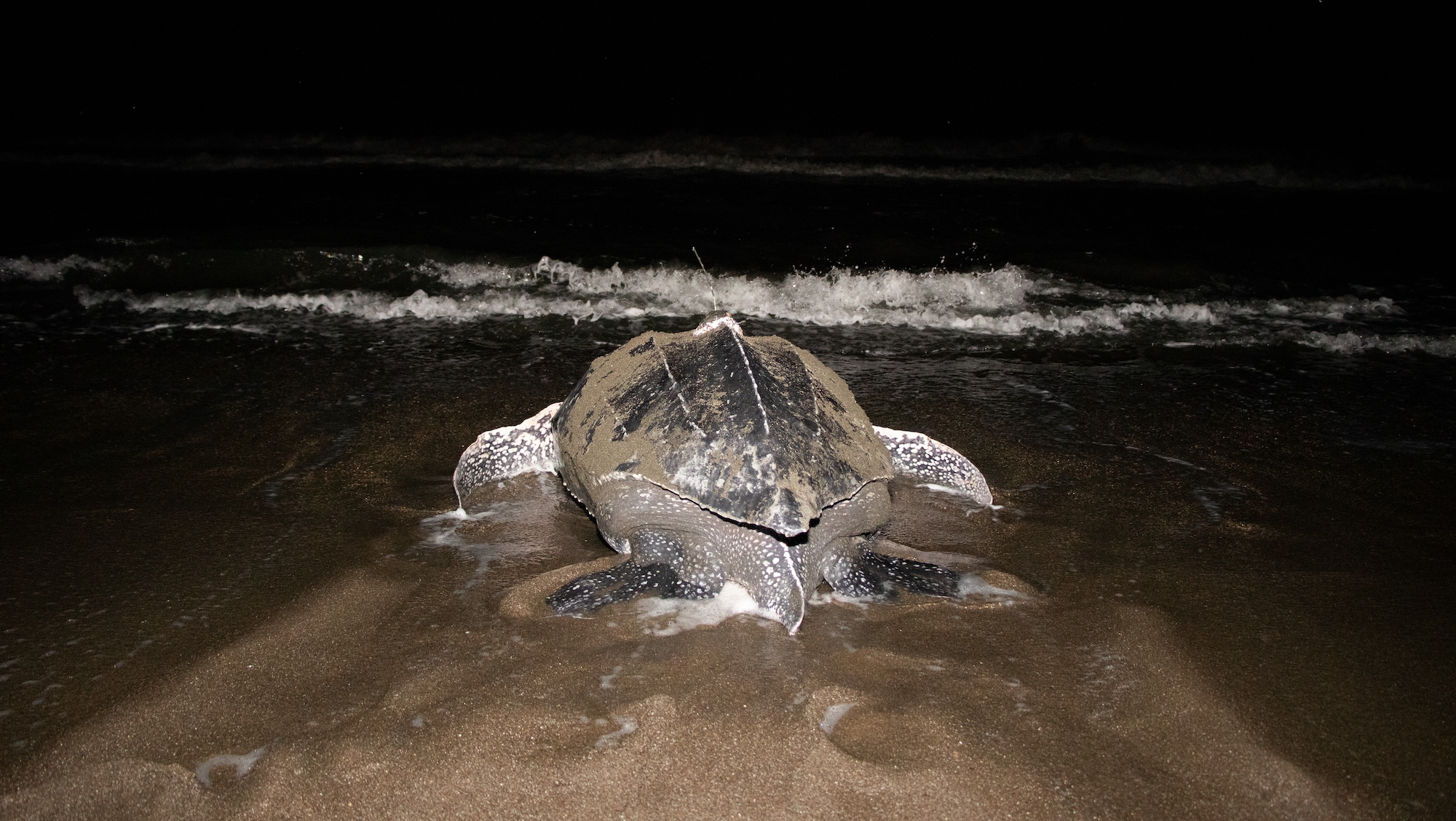 Migration Data Helps Protect Leatherbacks Across Oceans