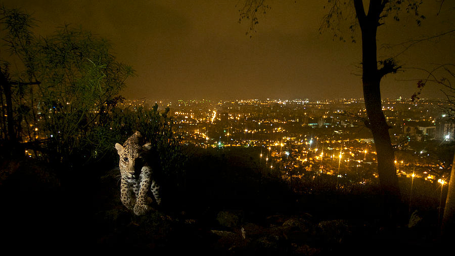 Urban Leopards Can Save Lives By Eating Feral Dogs