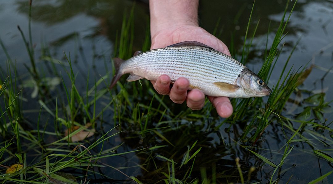 Freshwater Migratory Fish are in Trouble All Over the World