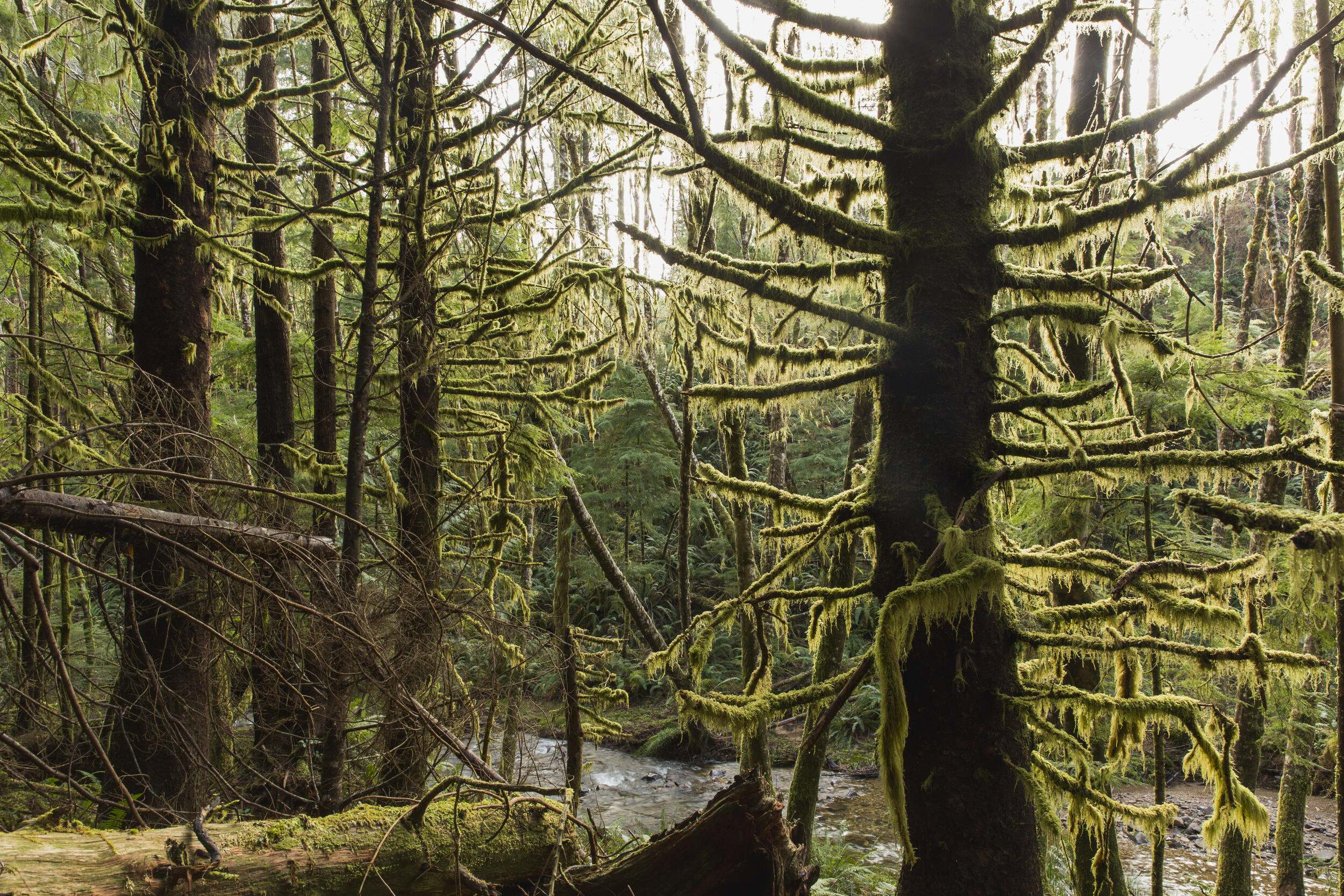 Restoring Old Growth Forests in the Pacific Northwest