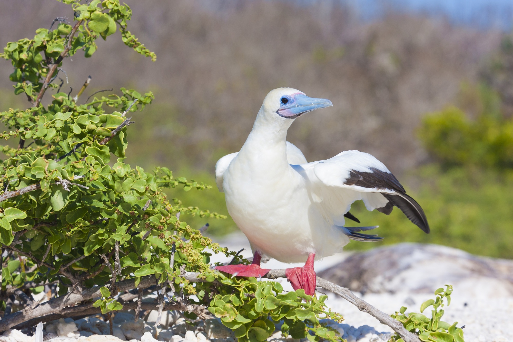 Want Resilient Coral Reefs? Bring Back Seabirds