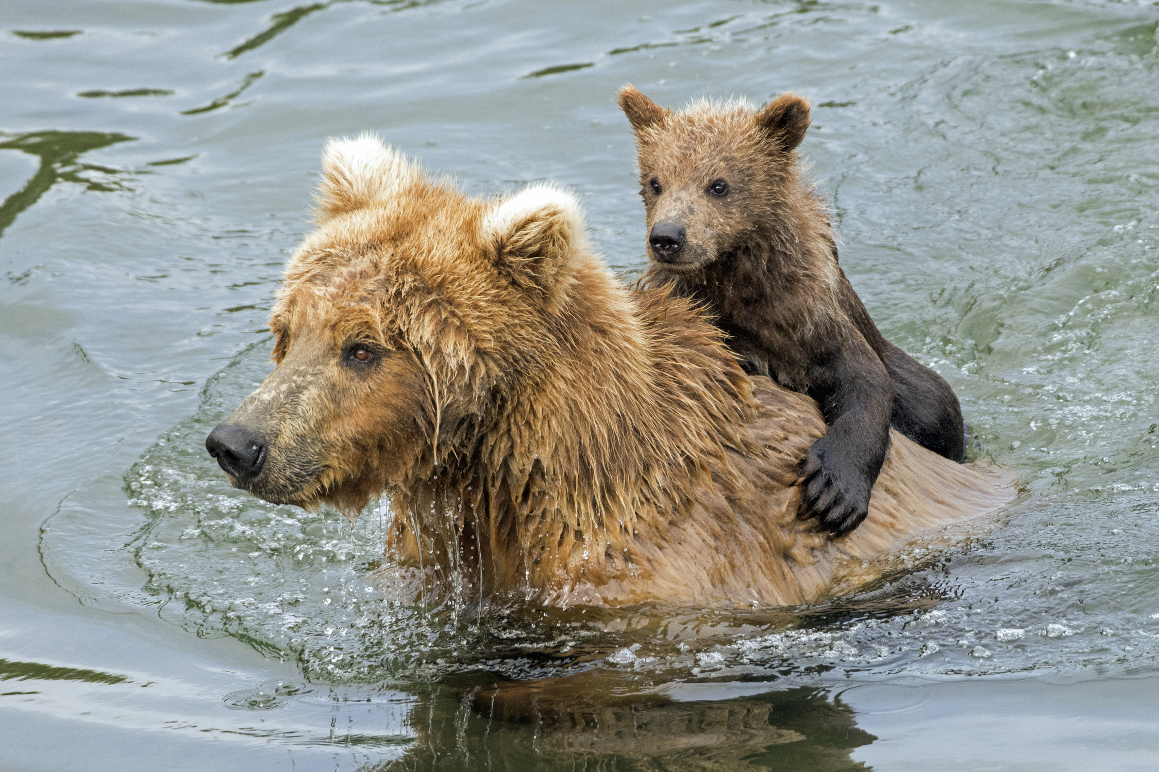 The Disturbingly Long Tapeworms of Alaskan Bears