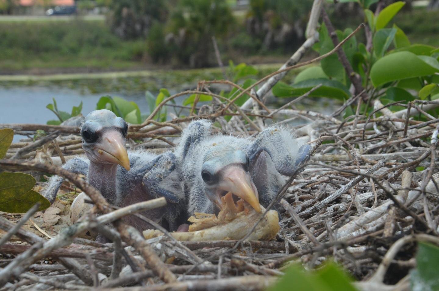 Dumpster Diving Helps Urban Wood Storks Survive