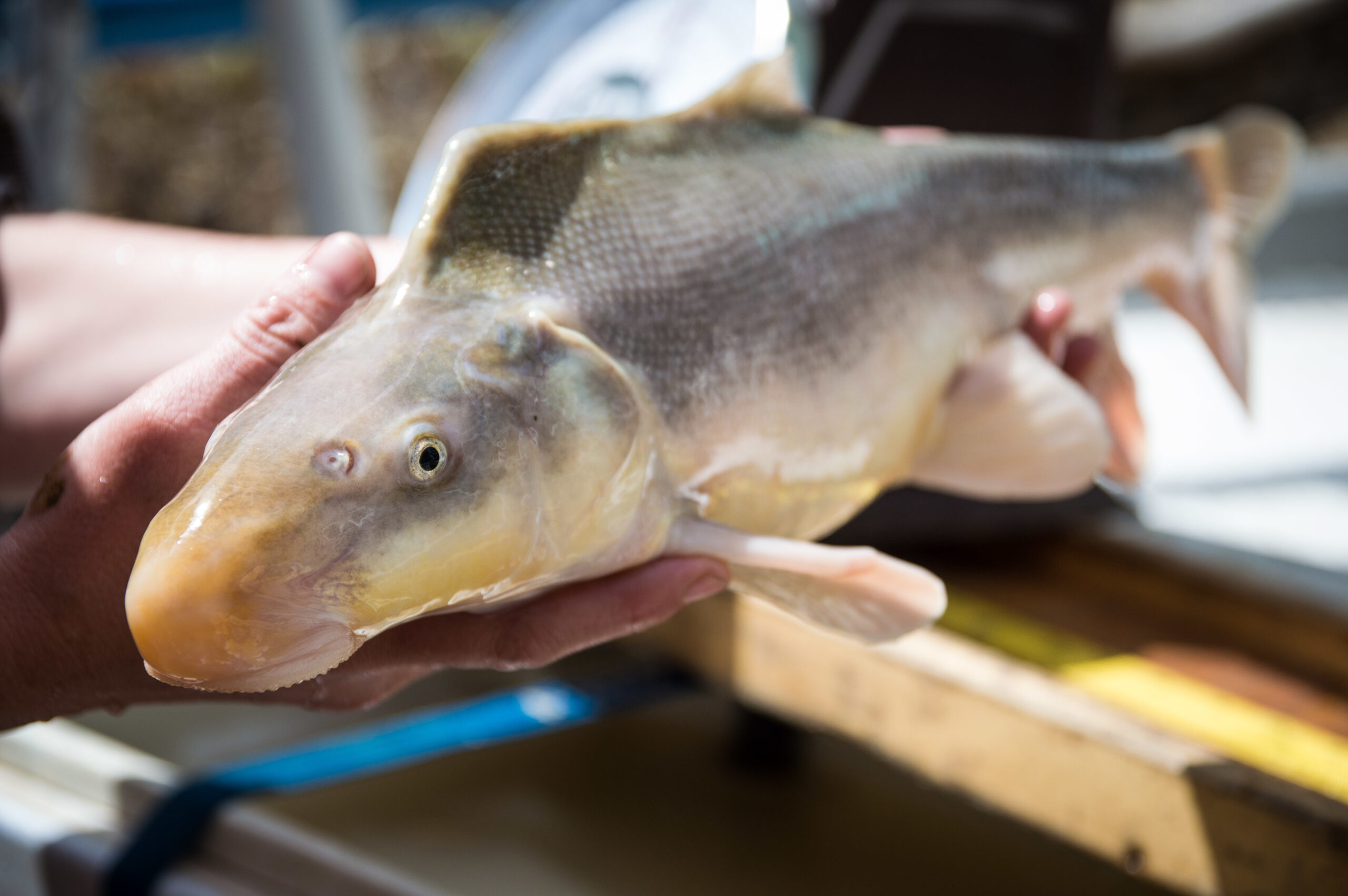 Utah Nursery Gives Endangered Fish a Place to Grow