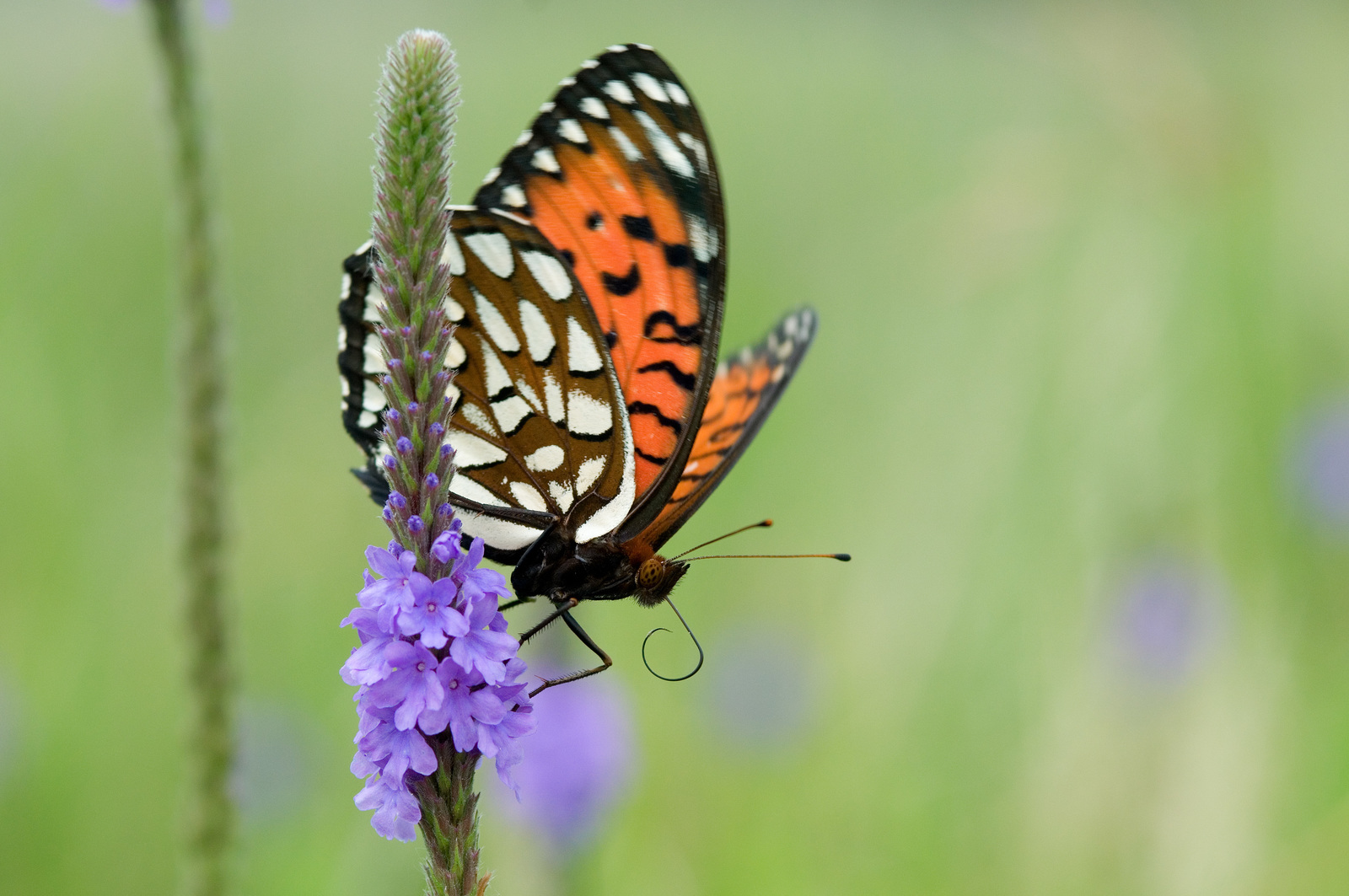 Can Cities Replace Wildlands for Pollinators?